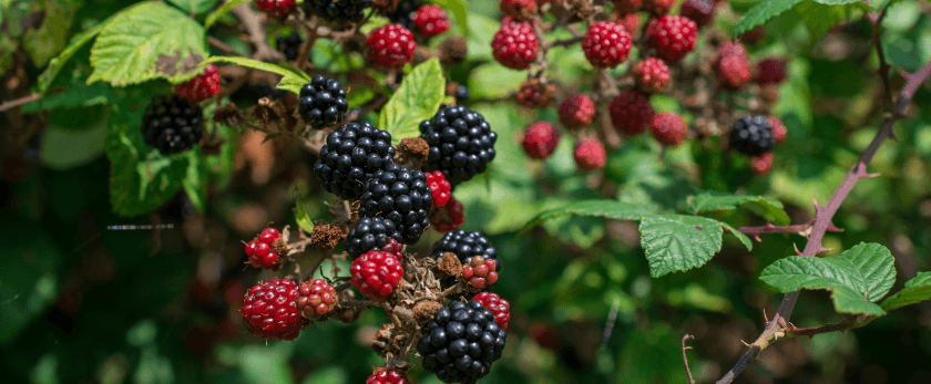 best-time-to-grow-blackberries.png