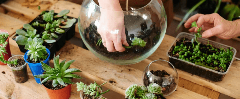 making-your-own-homemade-terrarium.png