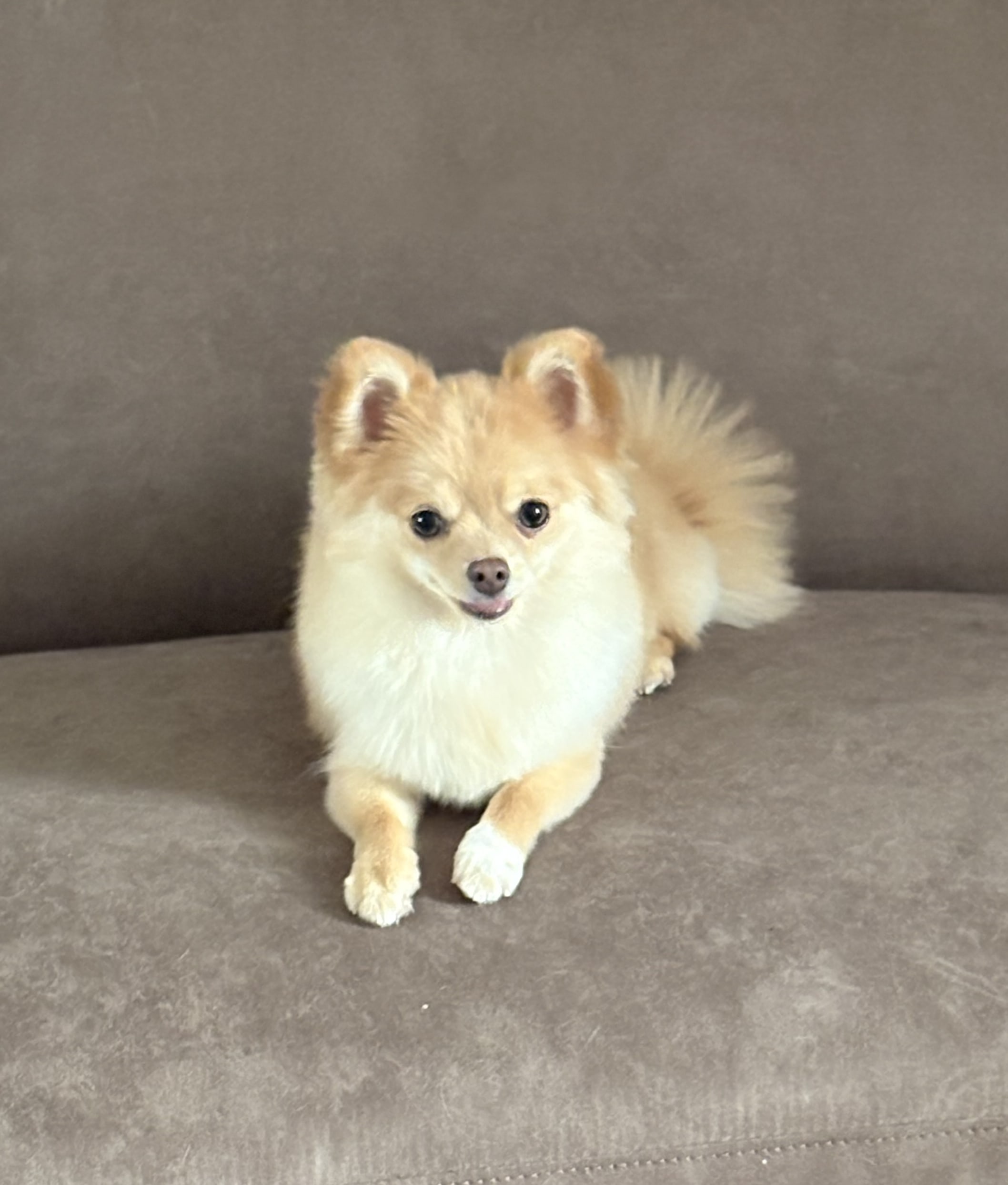 Persoonlijke aandacht voor iedere hond