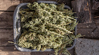 Zacks Investment Ideas feature highlights: Canopy Growth, Green Thumb Industries, Tilray Brands and Innovative Industrial Properties