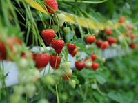 Bayer expands its fruit and vegetables business to strawberries