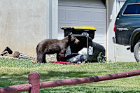 CPW offers $1 million in grants to communities that reduce human-bear conflicts