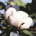 CAI reduces cotton crop estimate to 31.3 mn bales for 2022-23 season