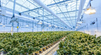 These Two Cannabis Industry Lenders Declared Dividends For Q1 2023