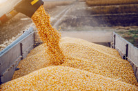 Wheat prices find support at the start of December