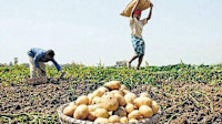 PepsiCo launches Crop Intelligence Model for India in collaboration with Cropin