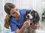 MIDAS SHARE TIPS: Petcare firm Dechra will have its day again