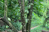 SPECIAL REPORT: Climate change worsens plight of Nigeria’s cocoa farmers