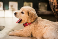It shouldn’t happen to a dog owner – Aviva reveals five years of dog-related home insurance claims