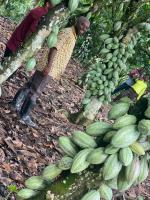 Public sensitized on health, nutritional benefits of cocoa