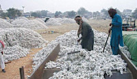 Economic Coordination Committee (ECC) fixes cotton intervention price at Rs8,500 per 40 kg