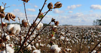 Inditex signs deal with Conservation International to scale regenerative agricultural systems