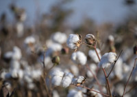 Azerbaijan reduces revenues from export of cotton by 42%