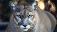 Panther eyes potential for new gold and nickel district in WA