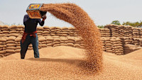 Congress slams govt over wheat policy, says poor suffering due to PM's 'showmanship'