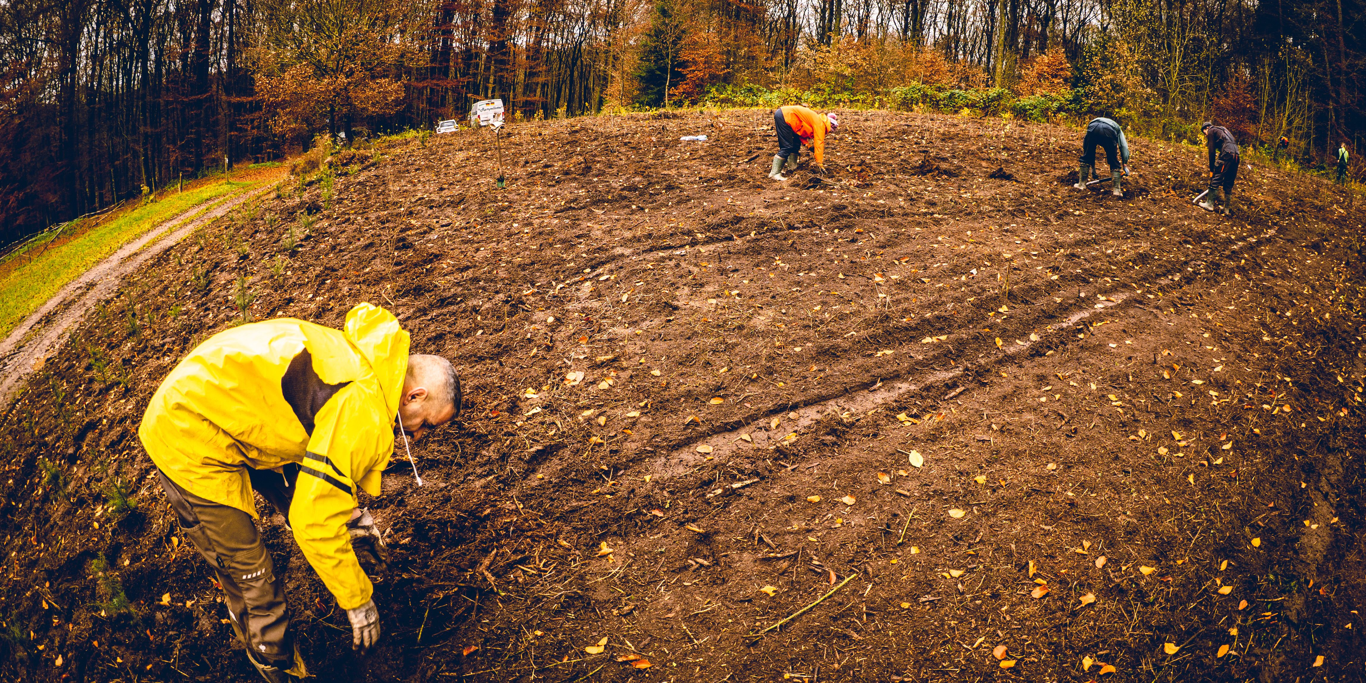 Plant my Tree Team am arbeiten