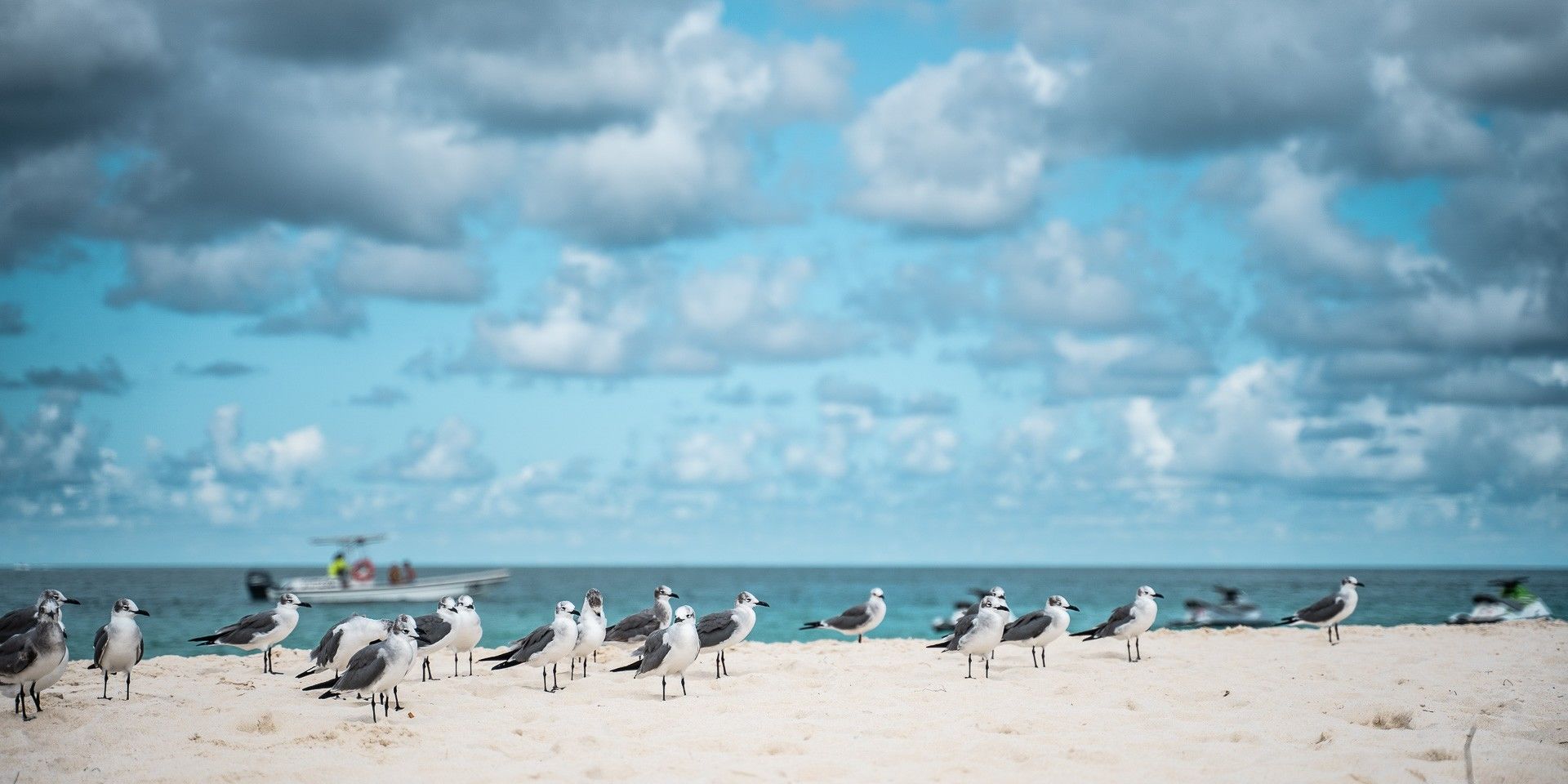 Möwen am Strand