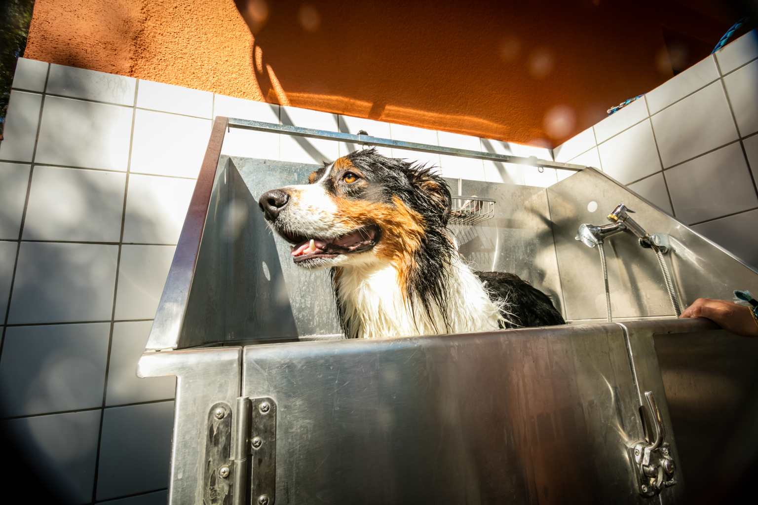 Dog being washed in sanitary facilities at Ma Prairie, Roussillon, France