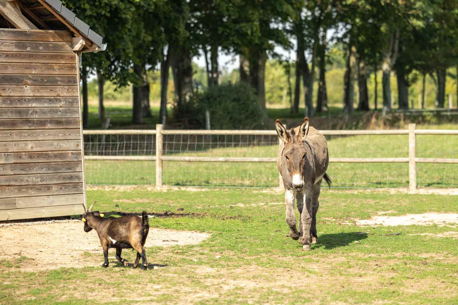 Chateau Lez Eaux, campsite, St Pair-sur-Mer, normandy, animal farm