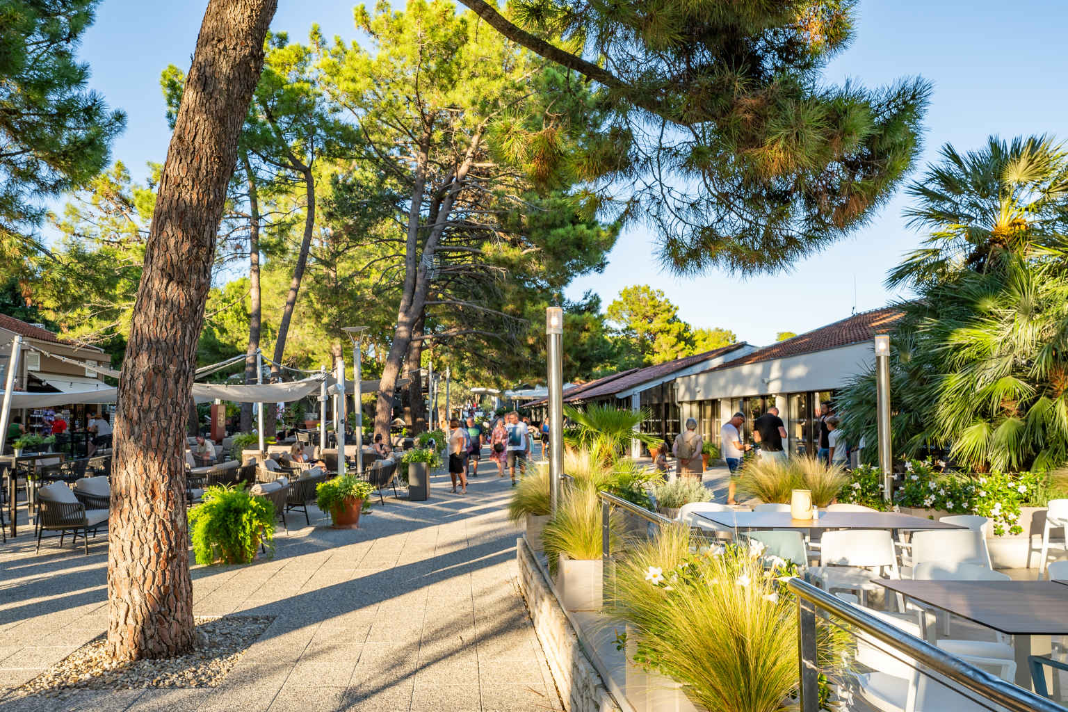 People walking past the outside bar terraces, under pine trees, at Zaton Holiday Resort, in Dalmatia, Croatia