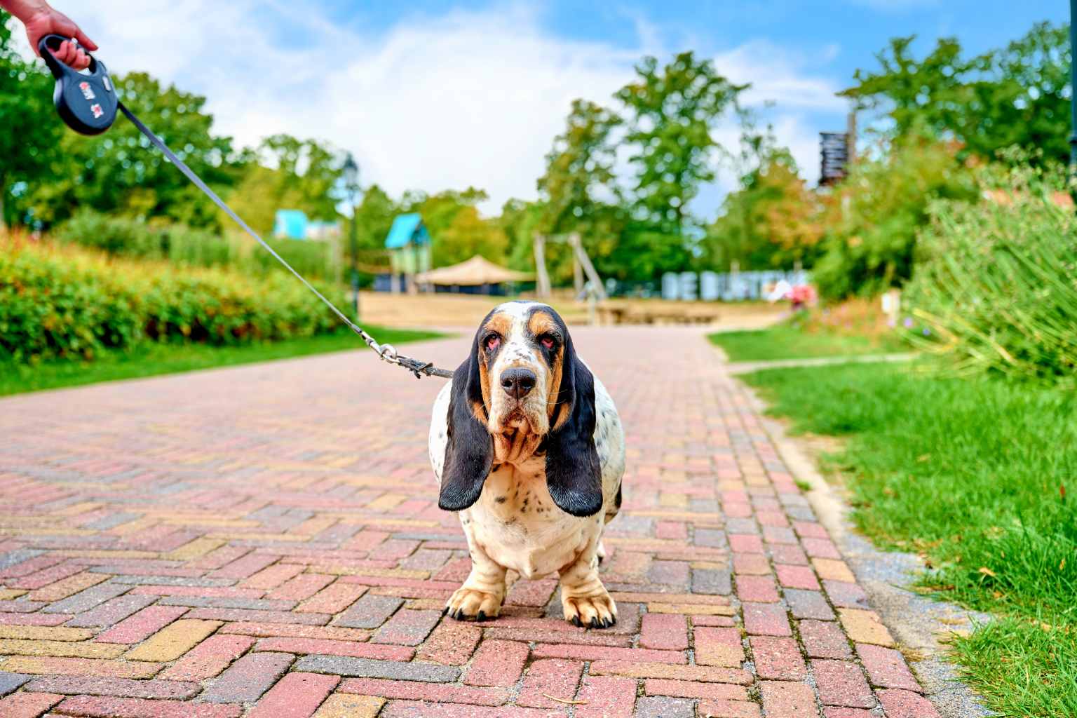 Basset hound going for a walk through Camping De Twee Bruggen in the Netherlands