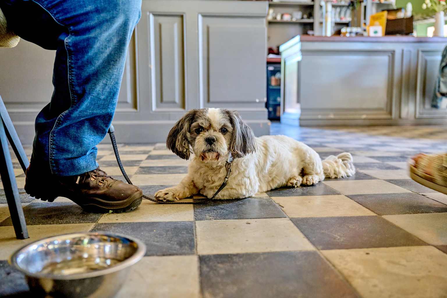 Small dog next to his master and drinking bowl in the bar area at Marvilla Parks Kaastsheuvel, North Brabant, Netherlands
