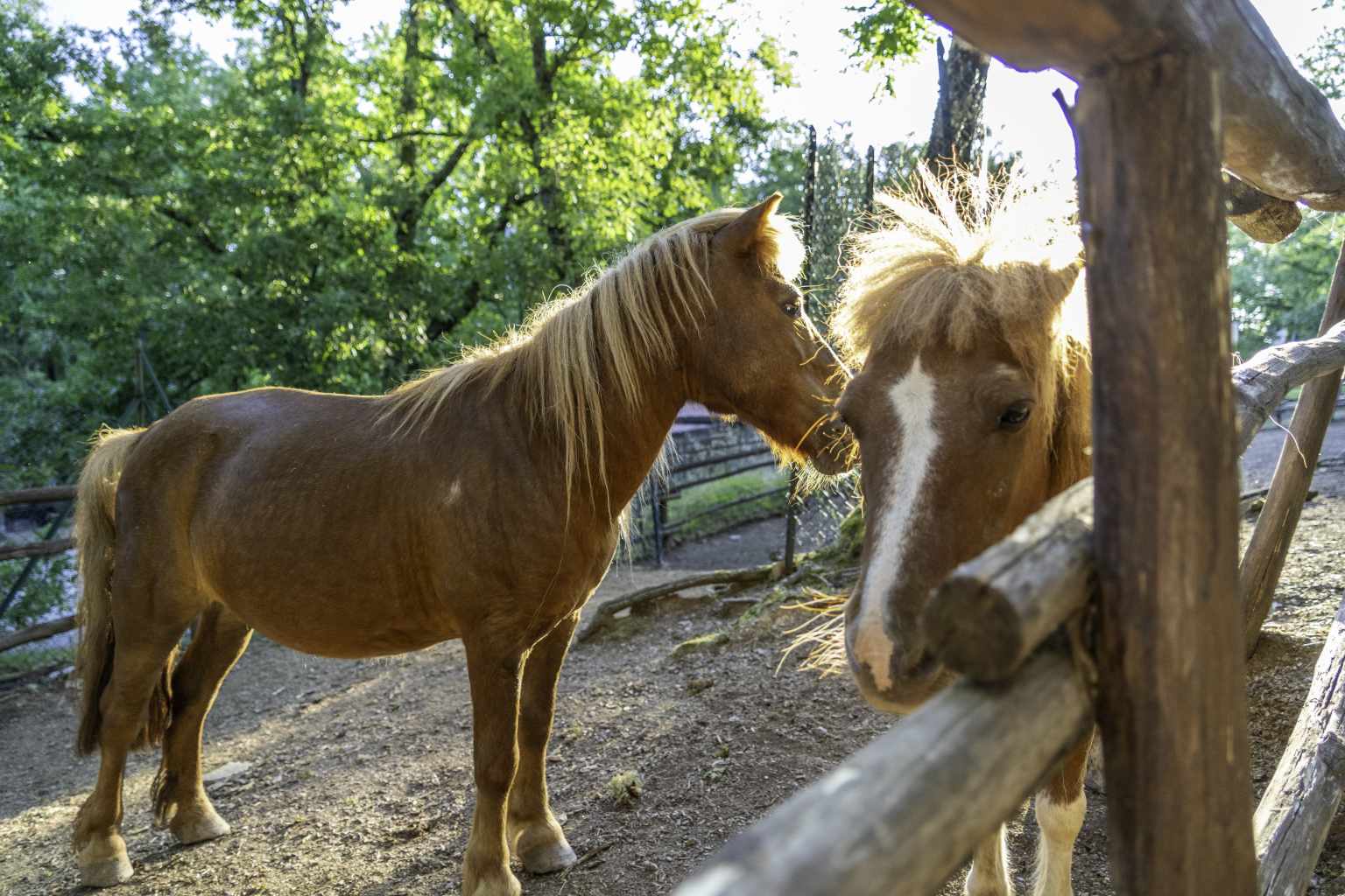 Camping Orlando in Chianti, Cavriglia, Tuscany, pony riding
