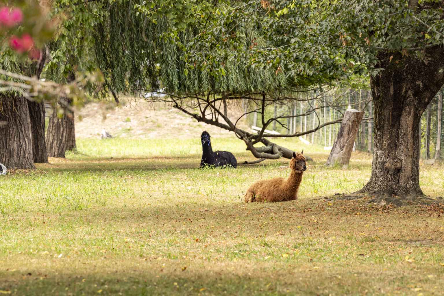 biarritz, le ruisseau,  campsite, gascony