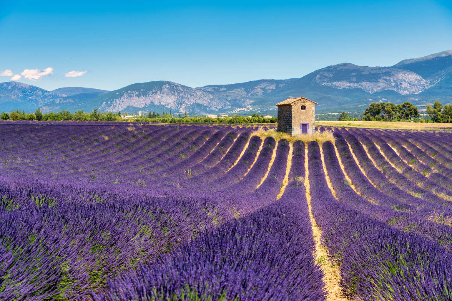 Lavendelfeld in Valensole