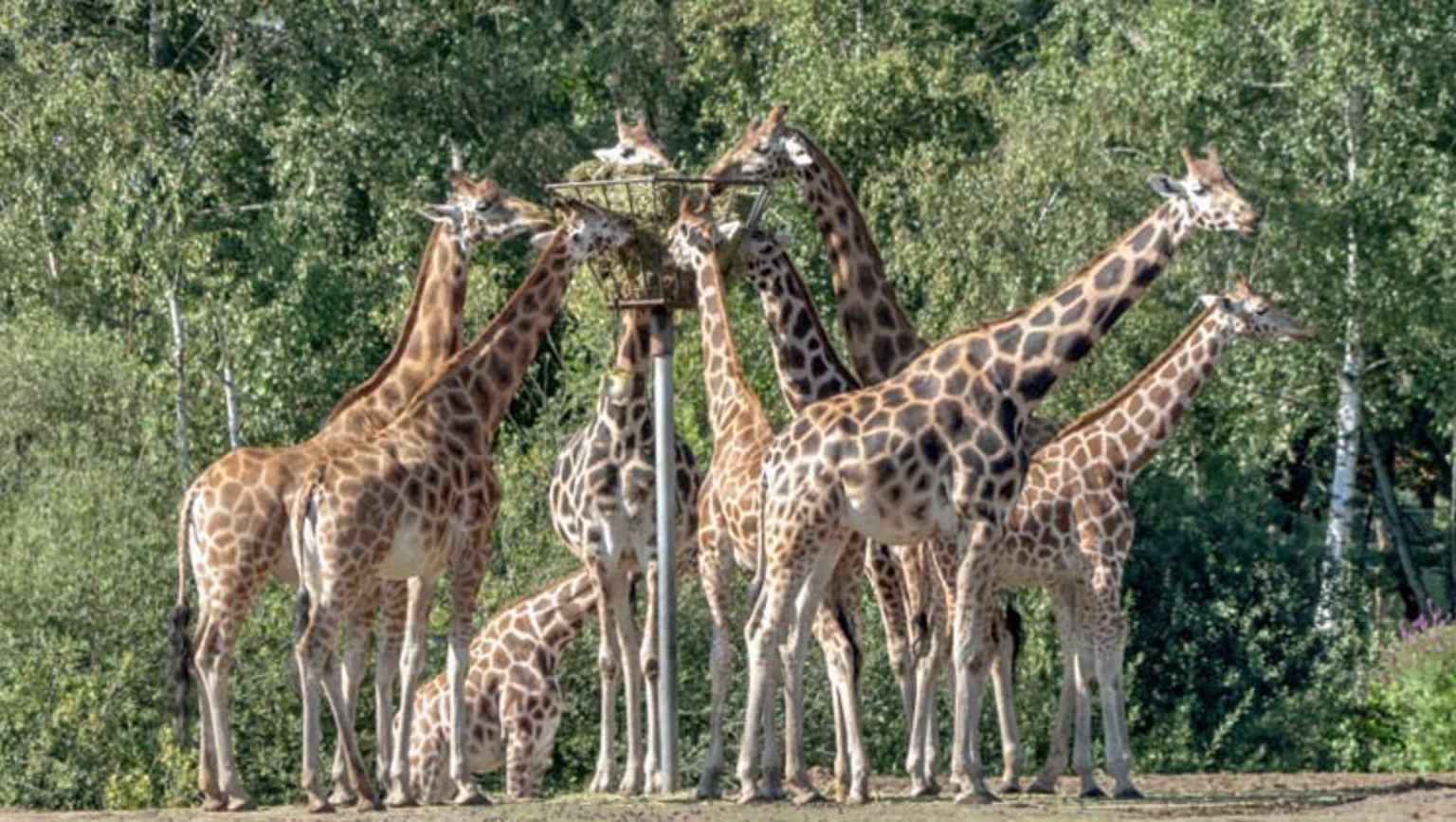 Beekse Bergen, Hilvarenbeek, Holland, campsite, safari park animals