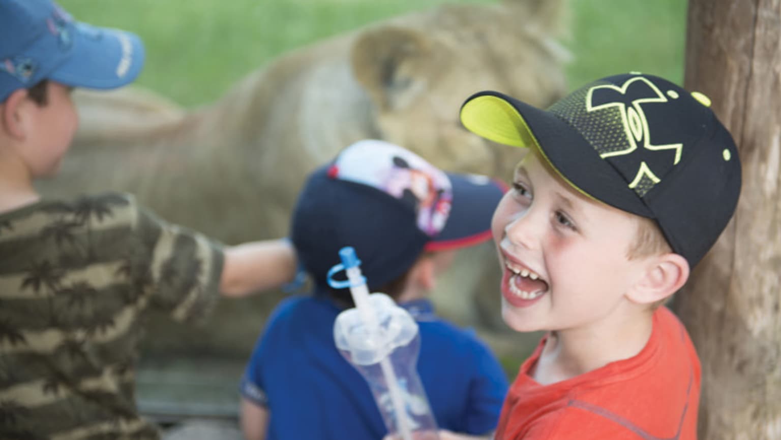 Beekse Bergen, Hilvarenbeek, Holland, campsite, safari park, lion