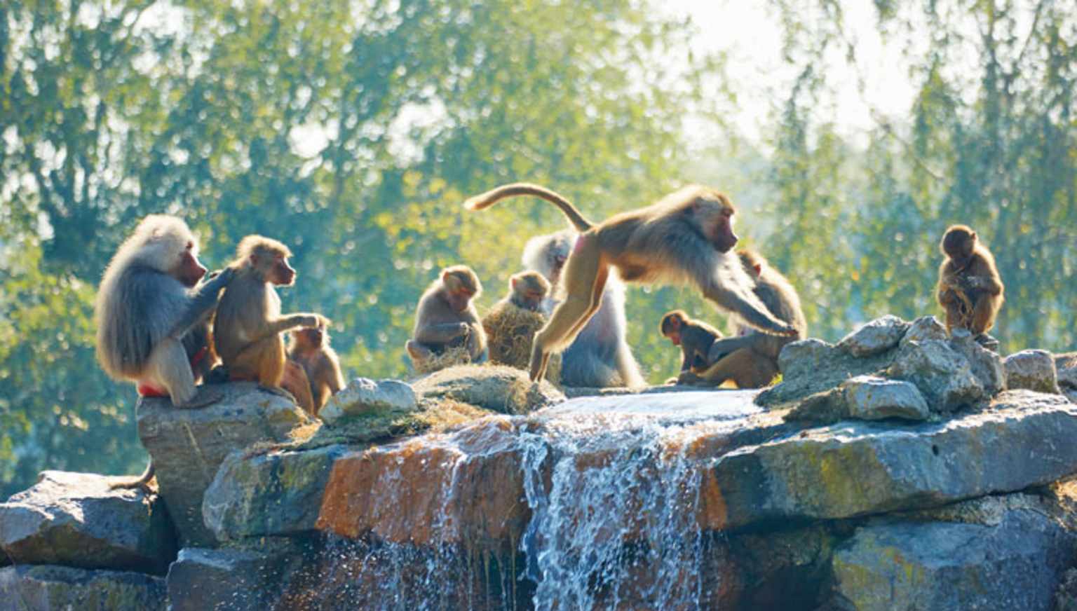 Beekse Bergen, Hilvarenbeek, Holland, campsite, safari park, monkeys