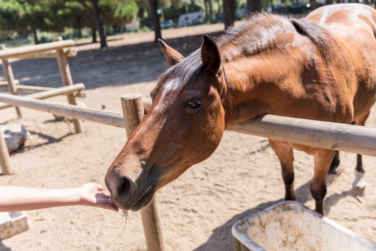 Le Sainte Marie, mini farm, horse