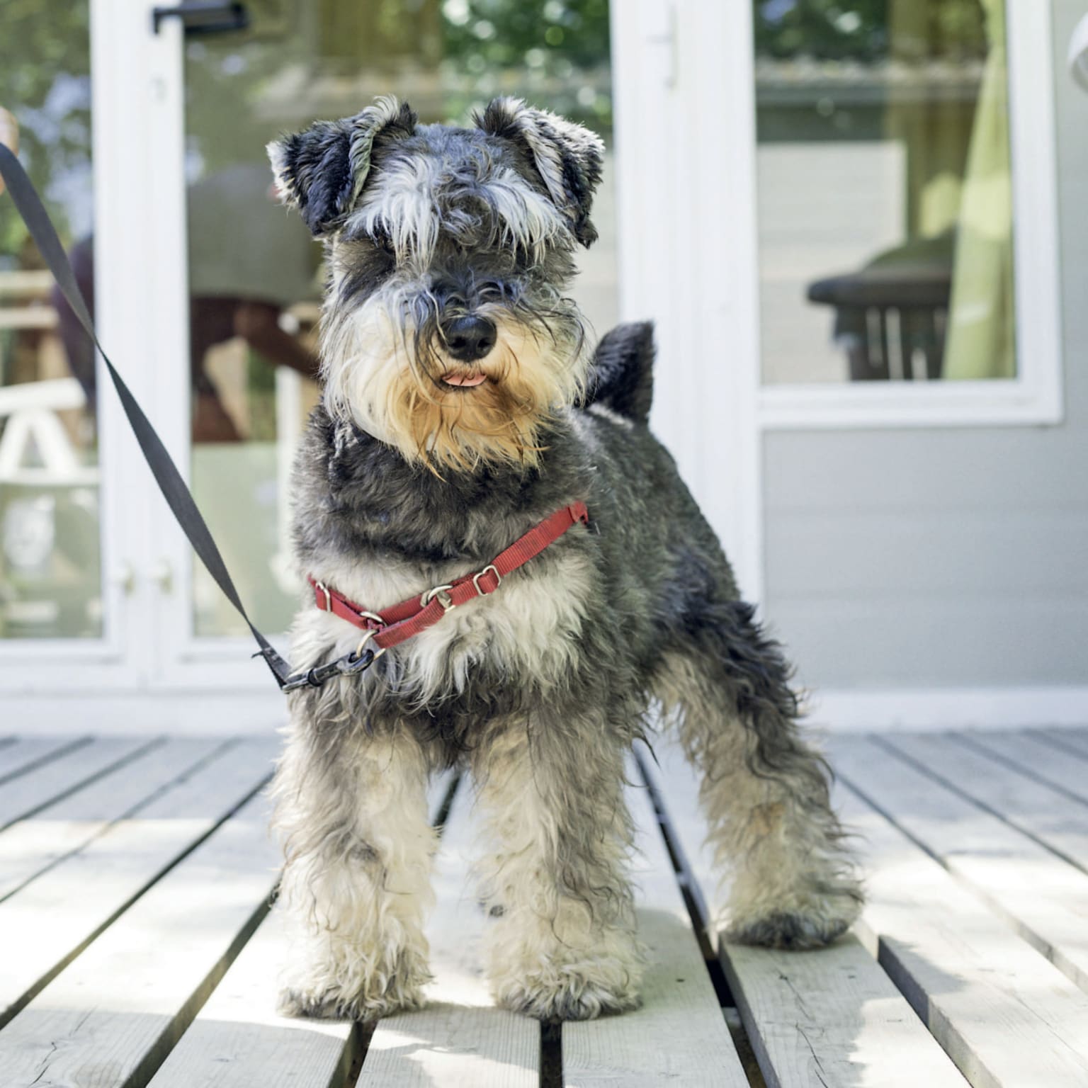 Dog friendly, dog on Parc, dogs on holiday