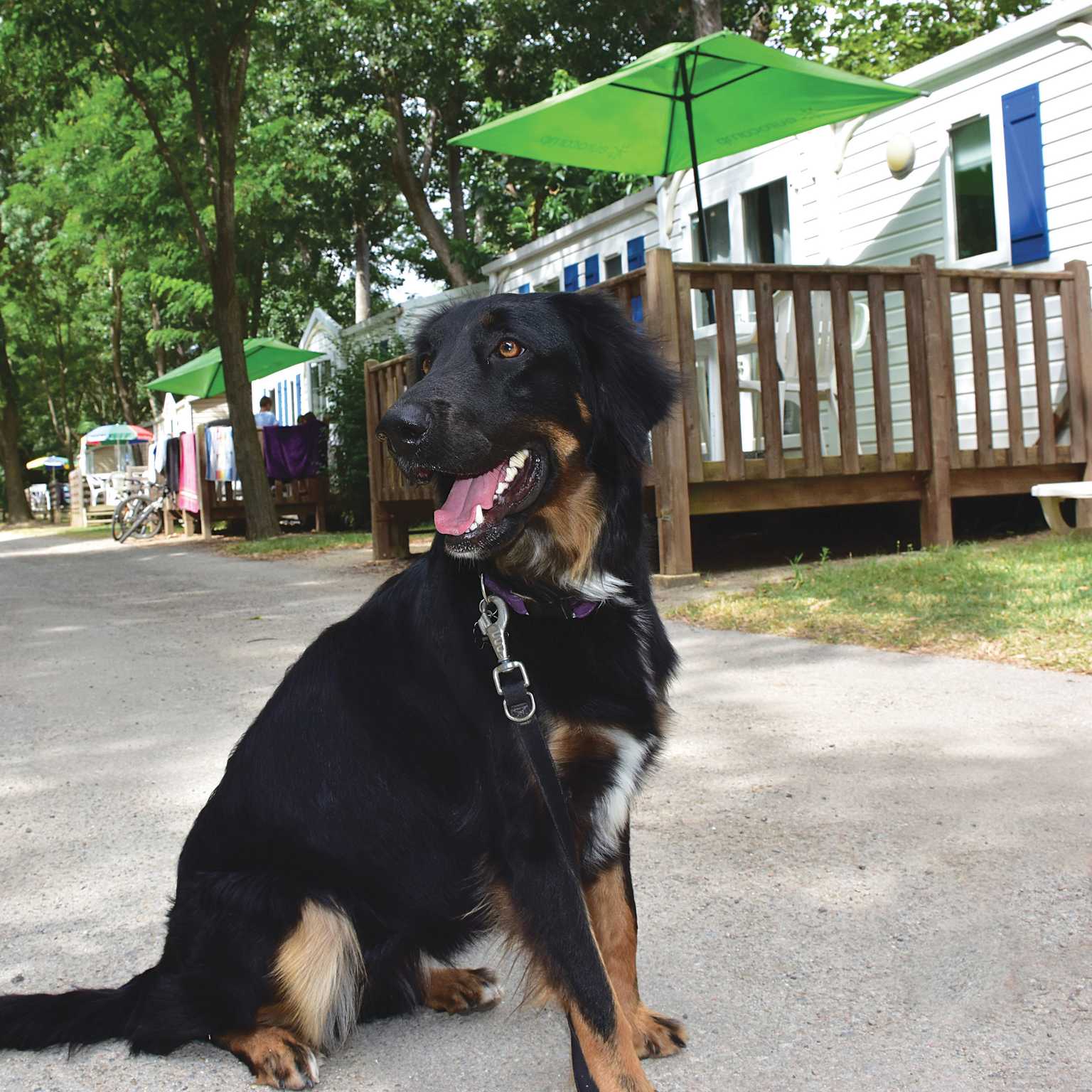 Dog friendly, dog next to accommodation