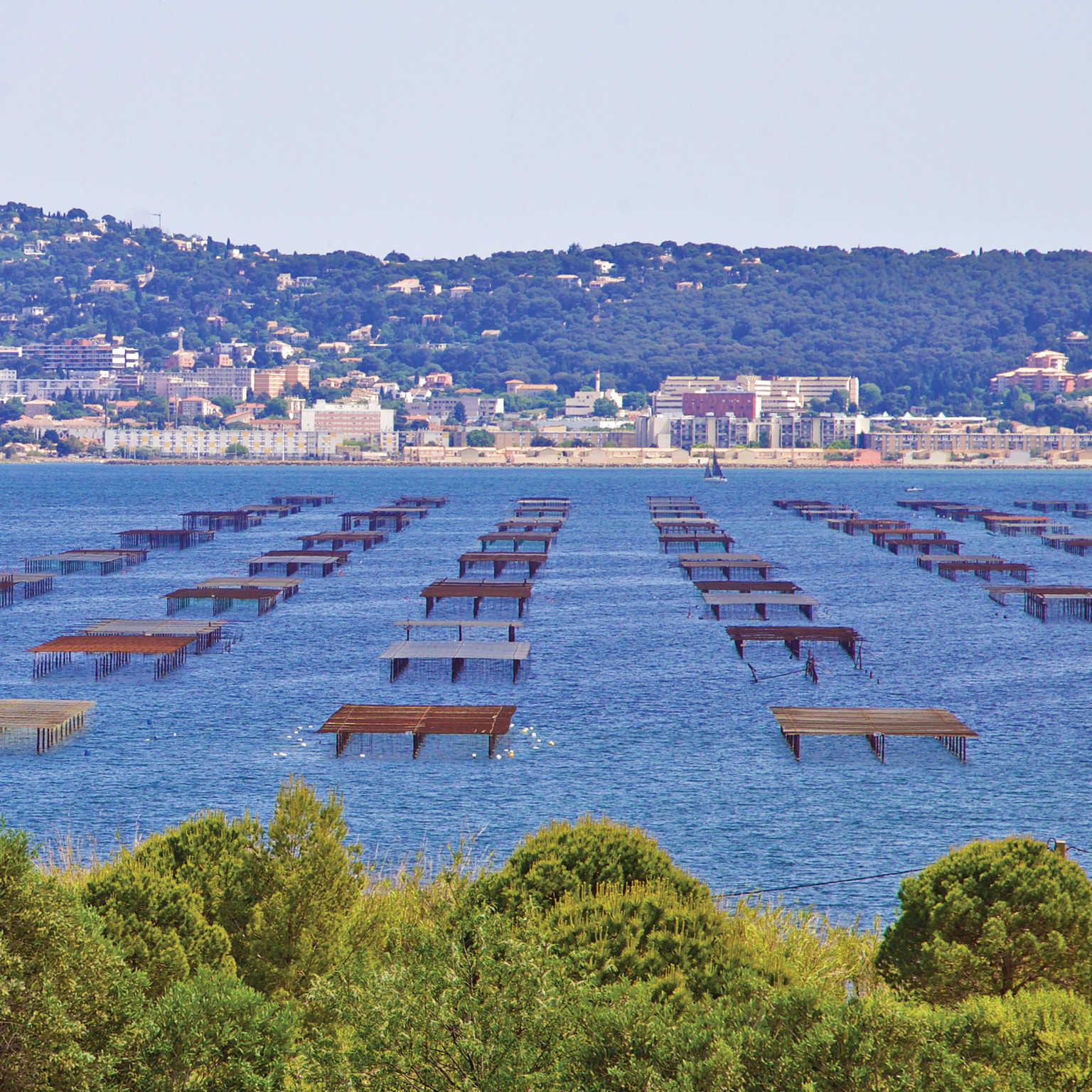 Etang de Thau near Marseillan Plage