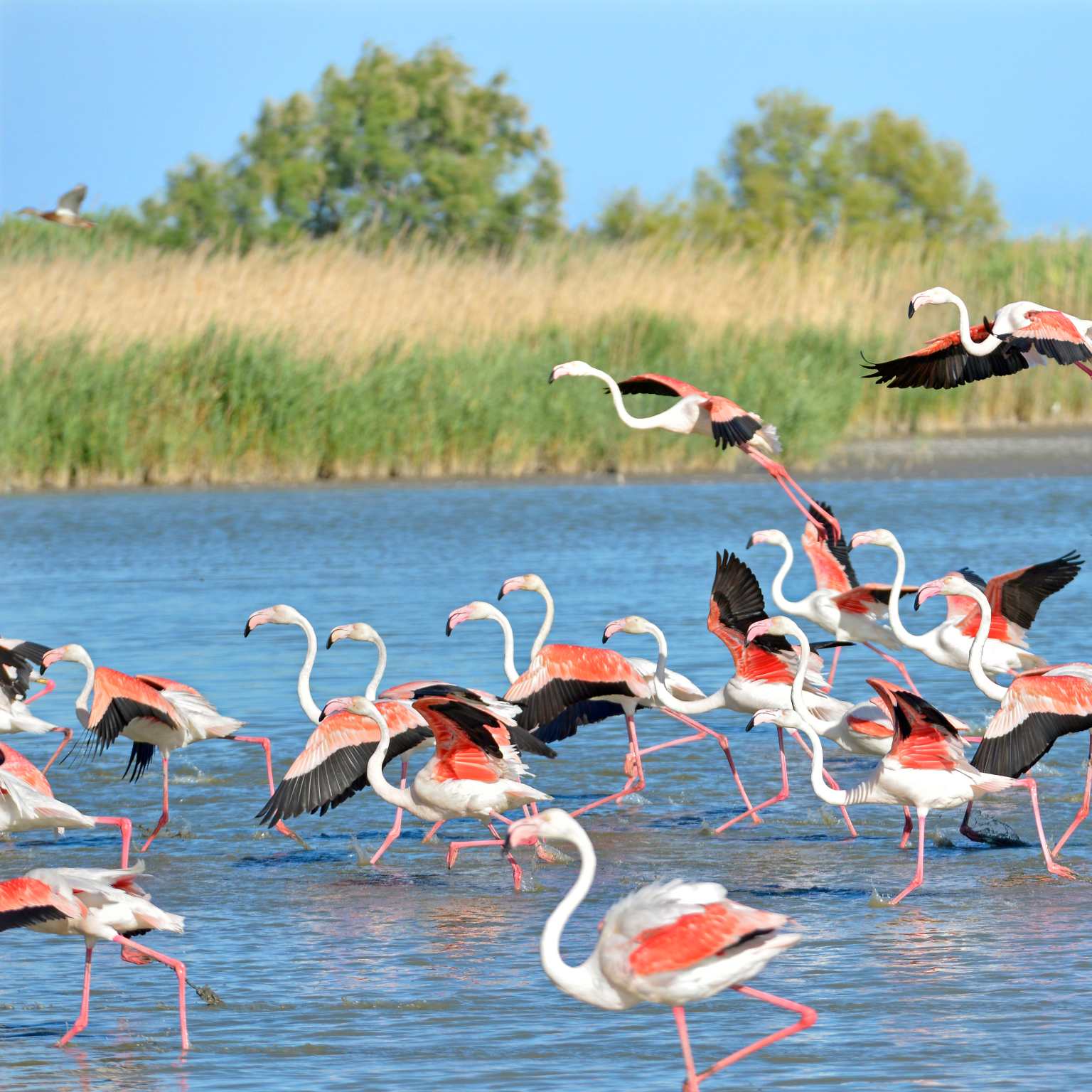 flamingoes in Arles