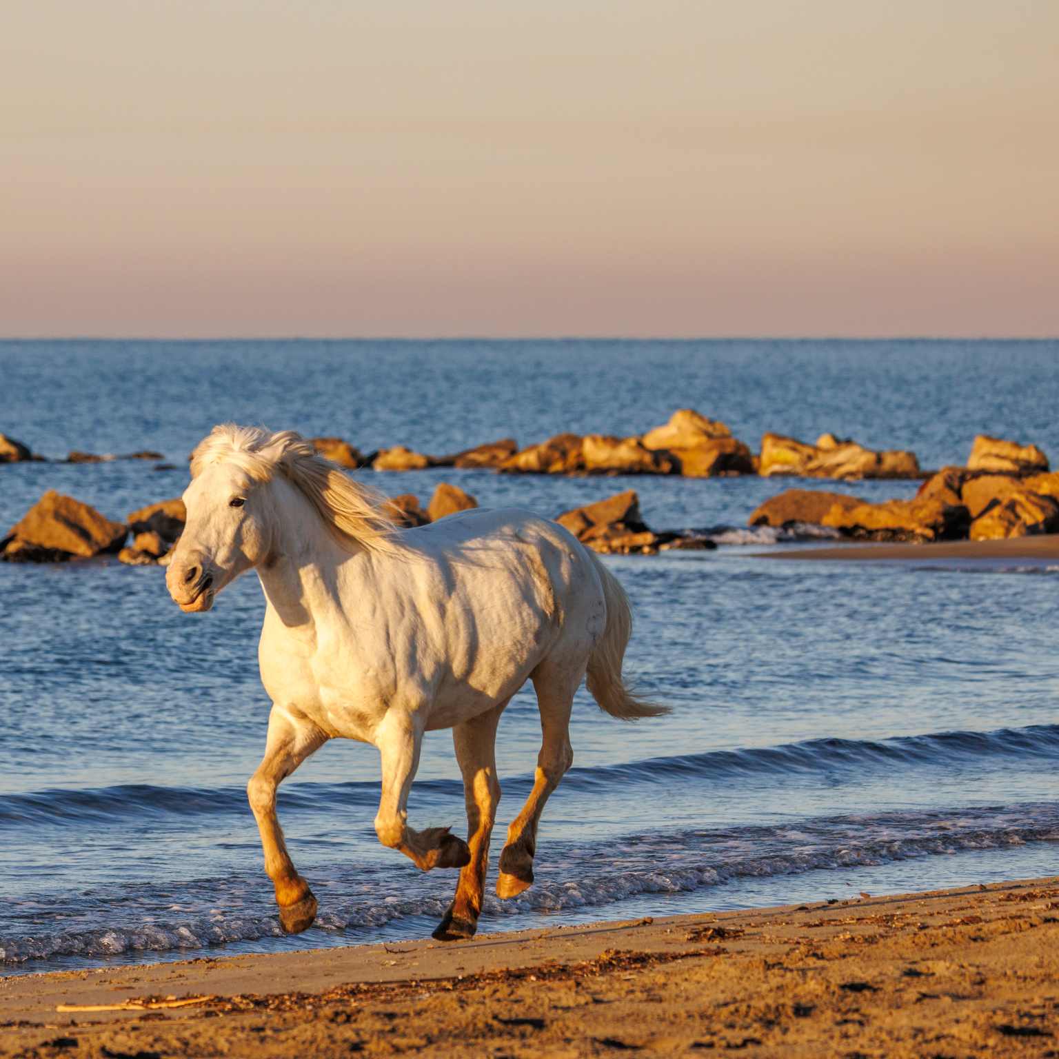 Carmague horse galloping along Maries de la Mer beach
