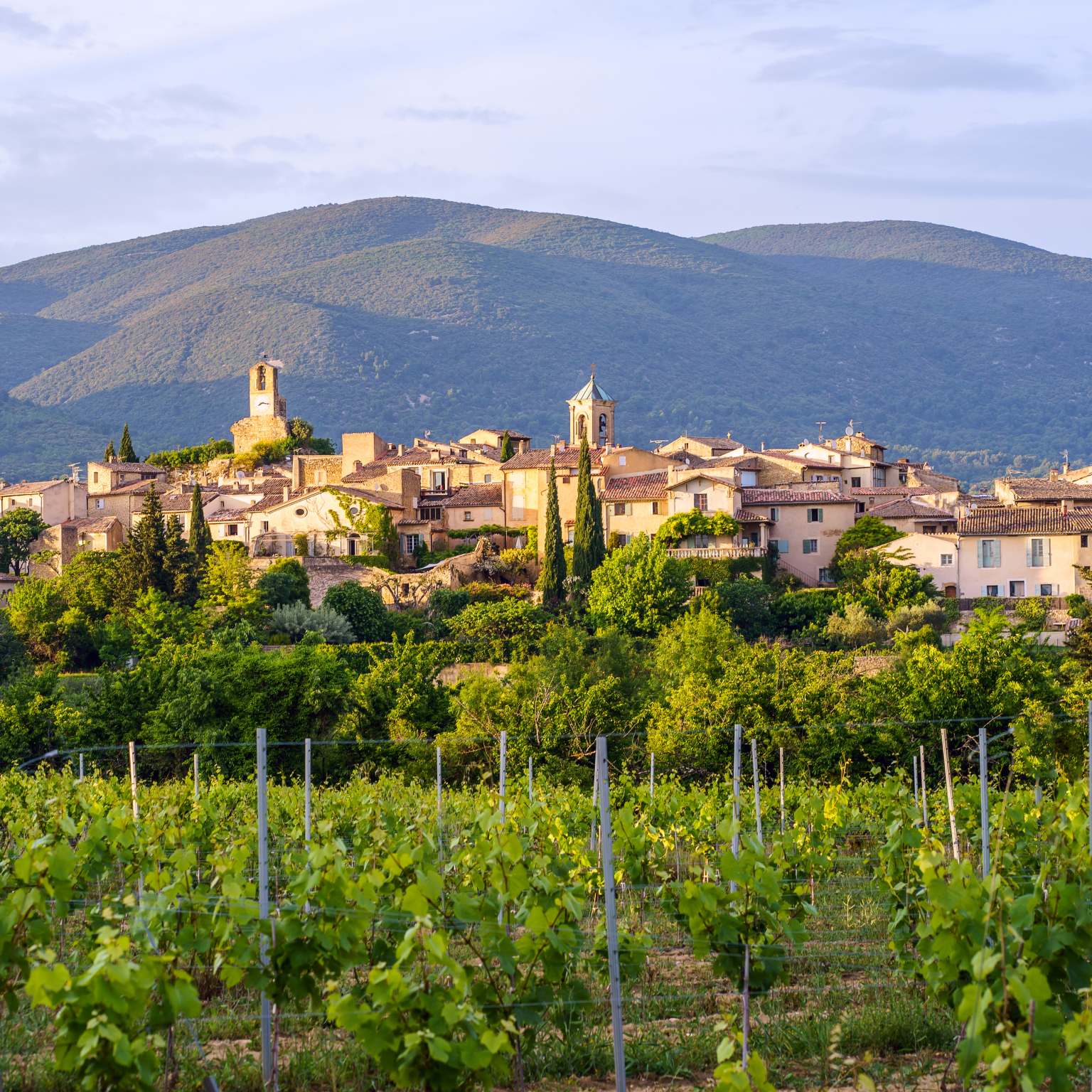 a vineyard with Lourmarin in the background