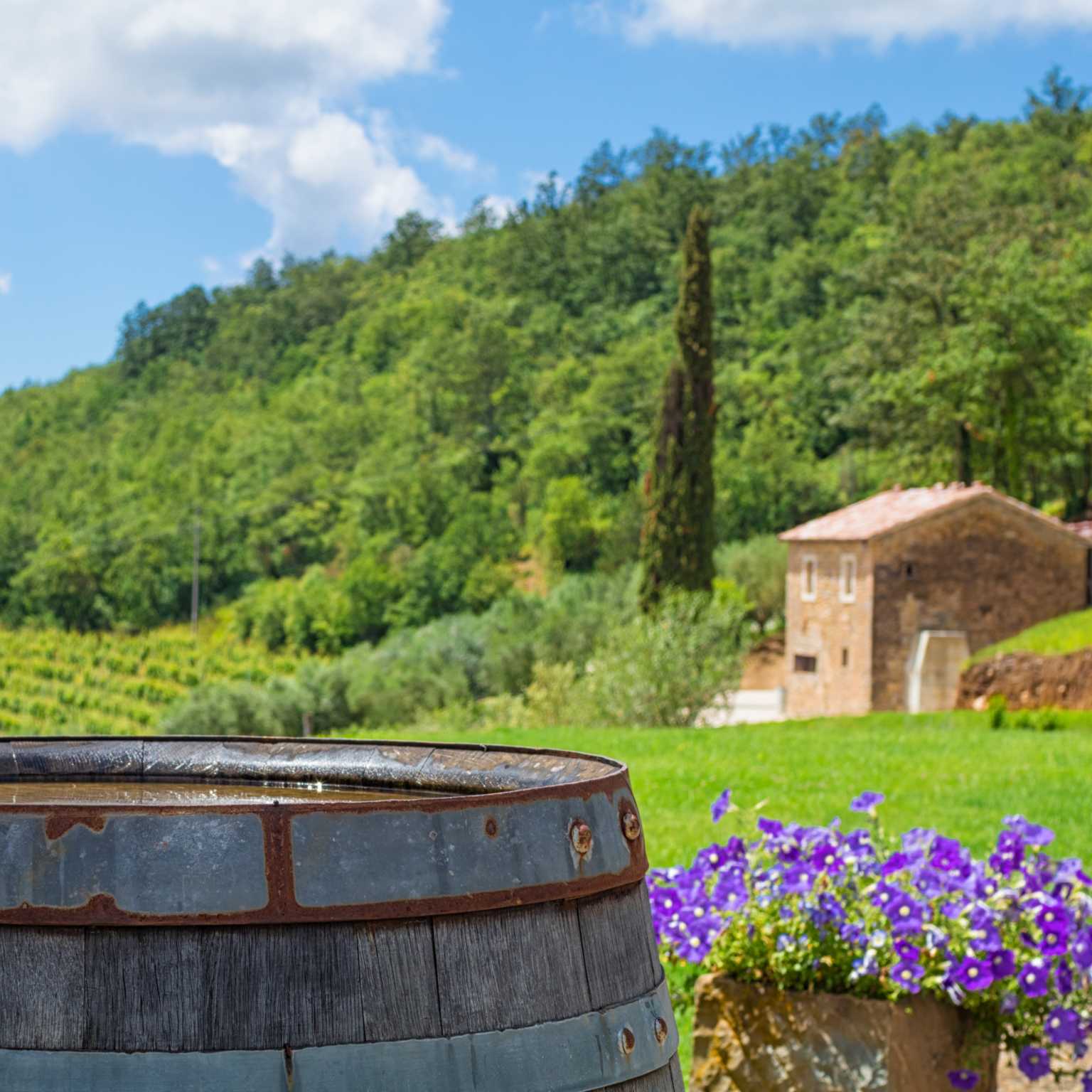 Vineyard, Istria