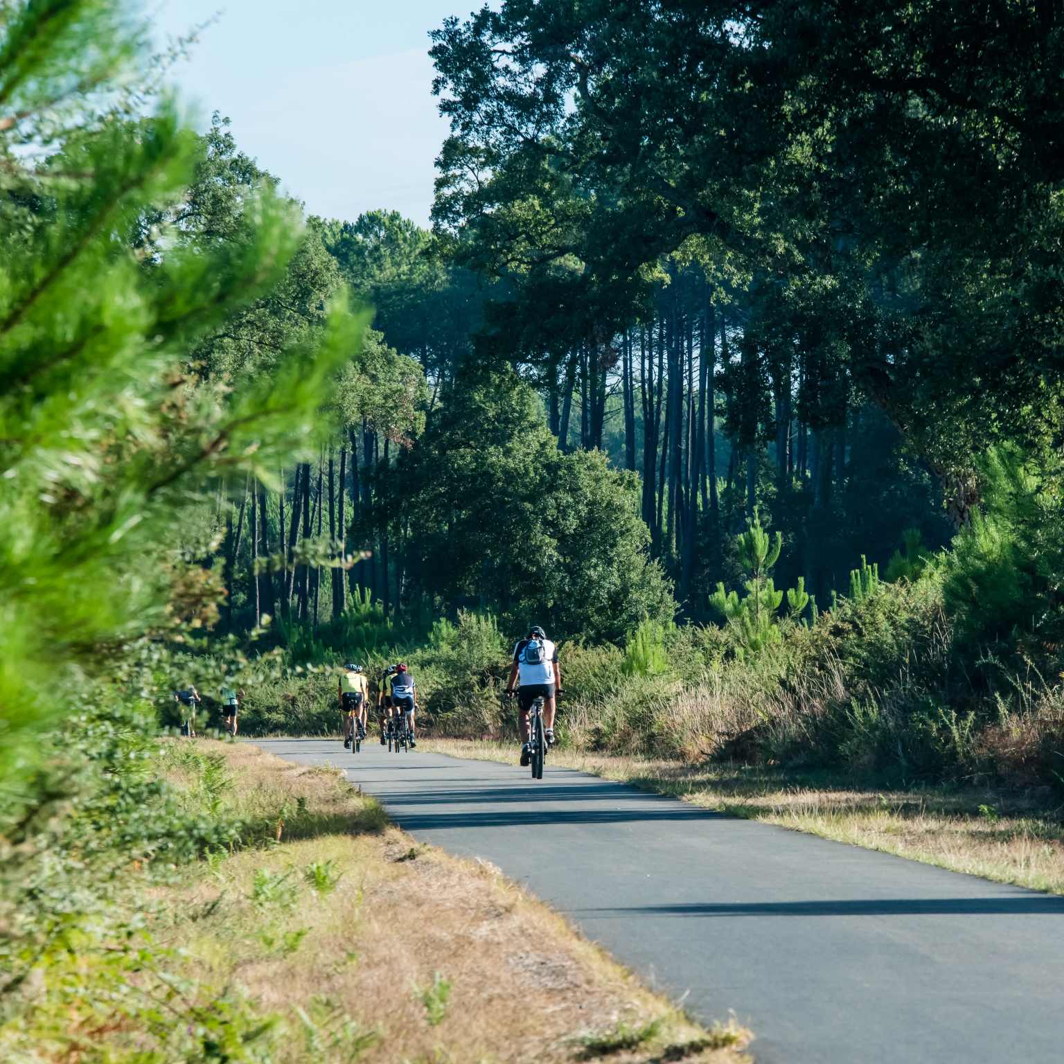Landes cycling