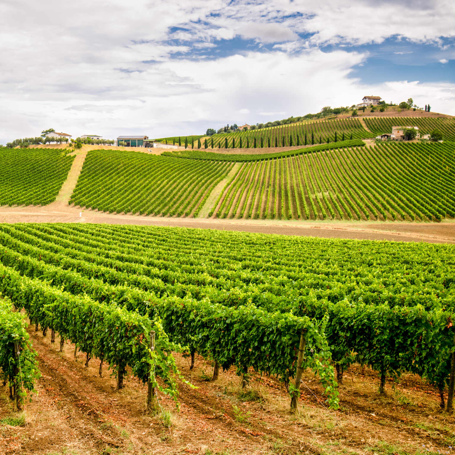 Montepulciano d'Abruzzo wine tastings.