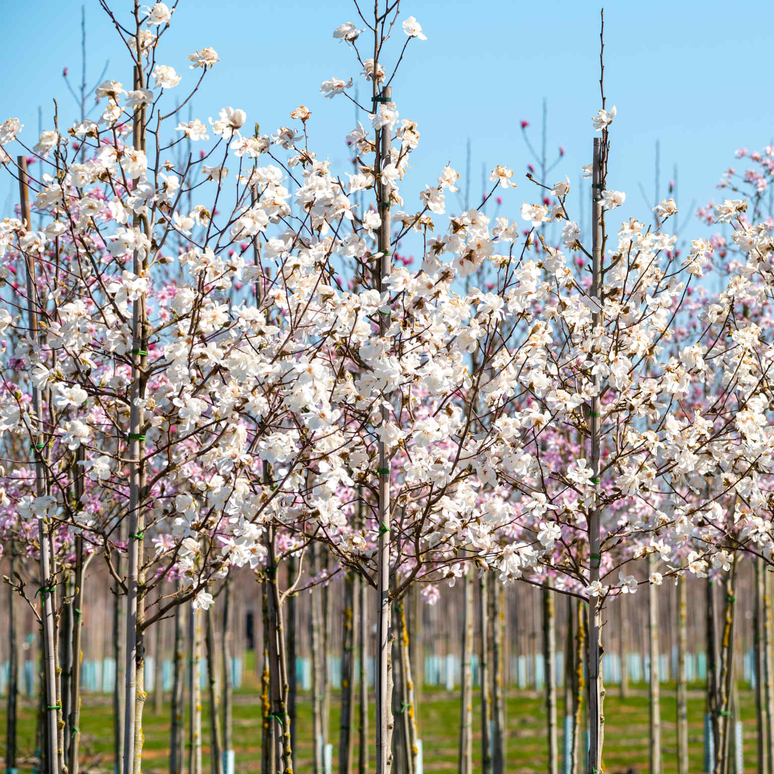 North Brabant flowers