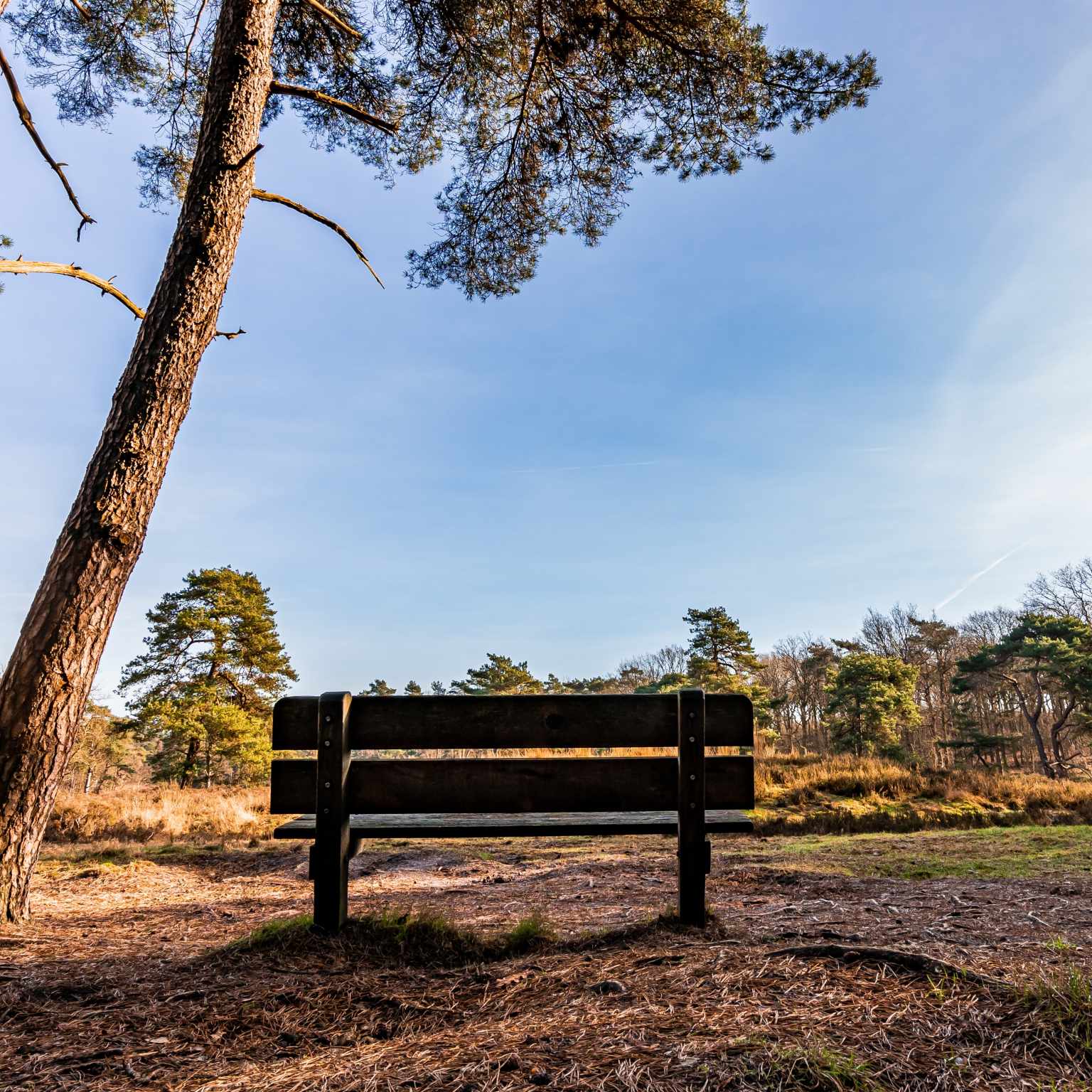 Overijssel park view