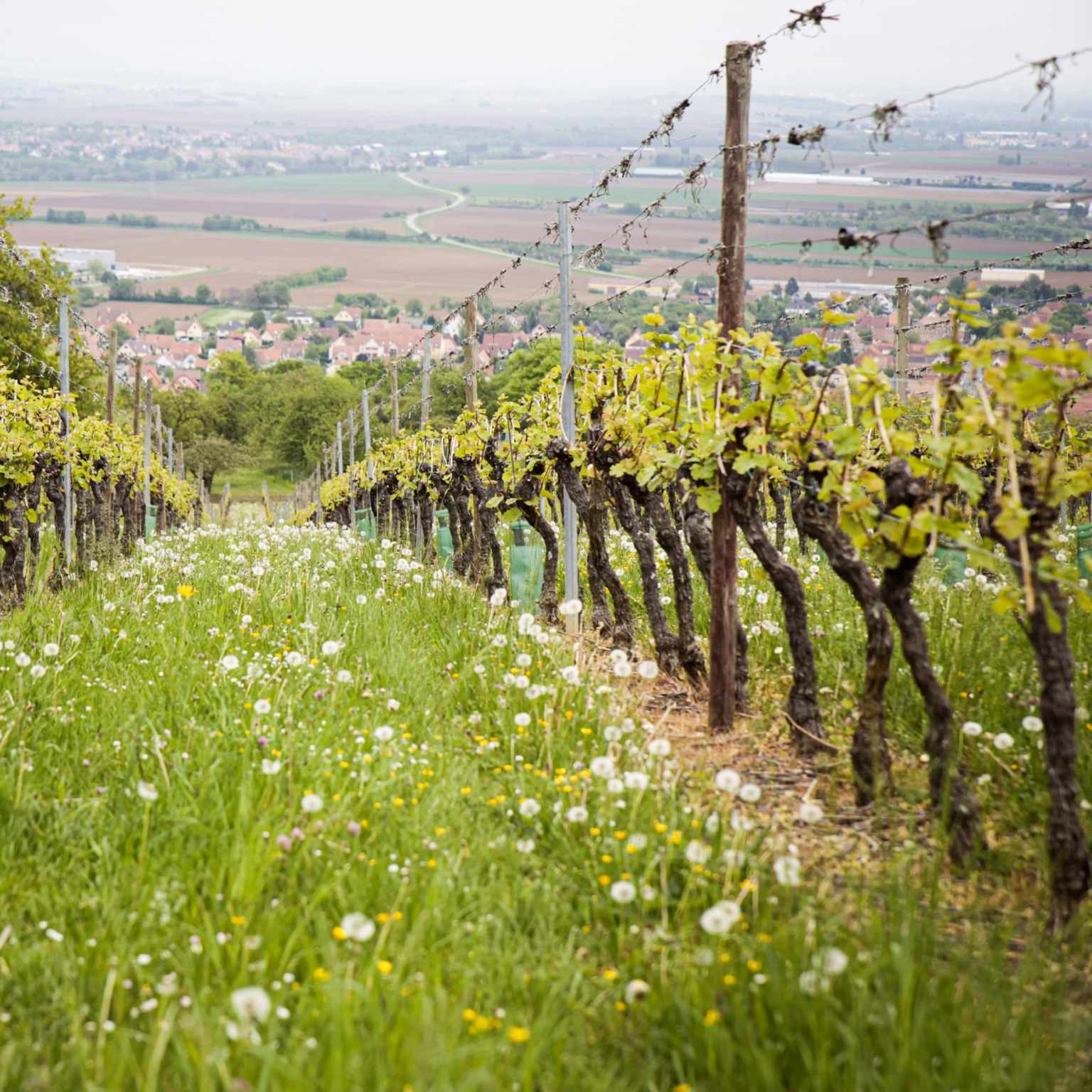 vineyard in Alsace, France