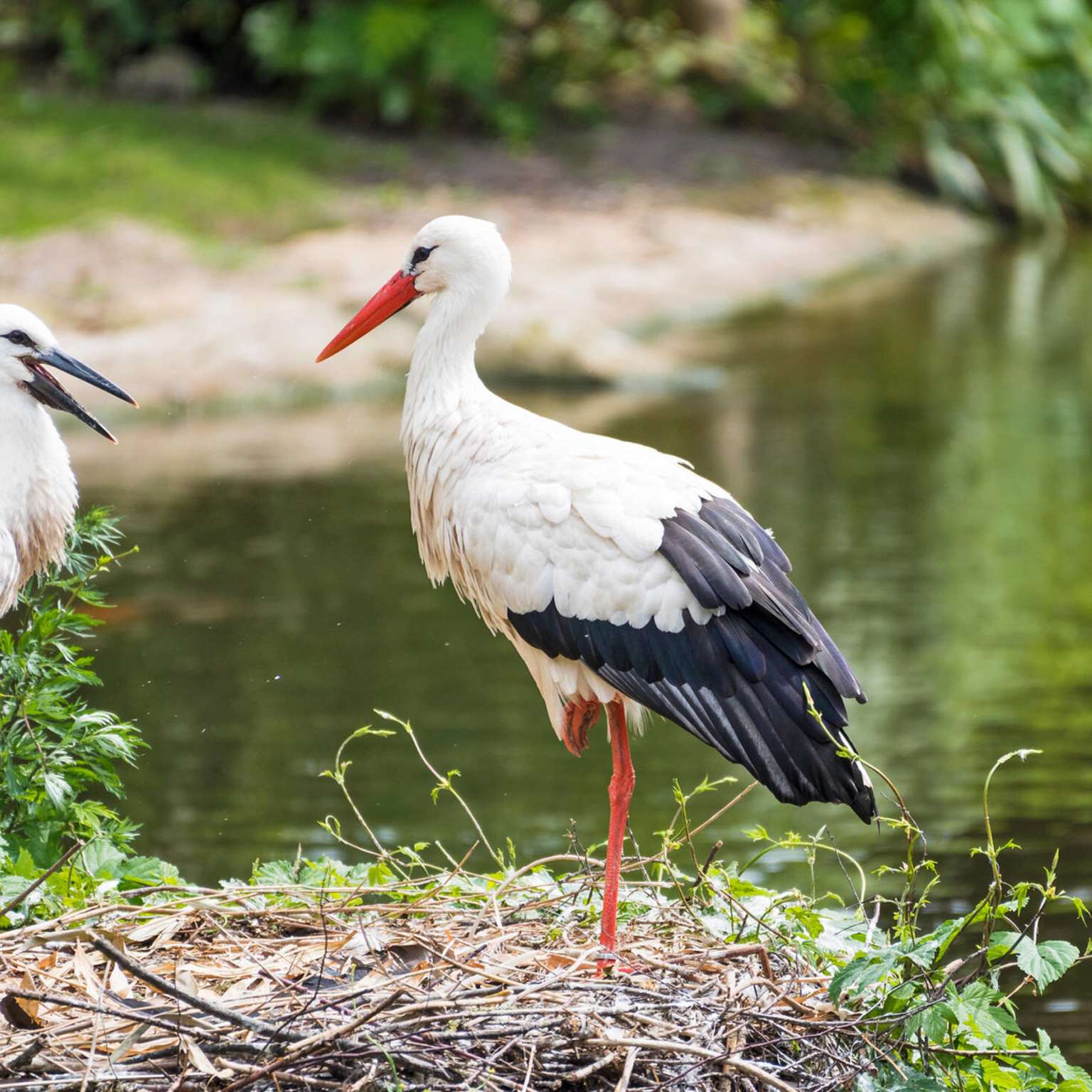 Storks on the riverside