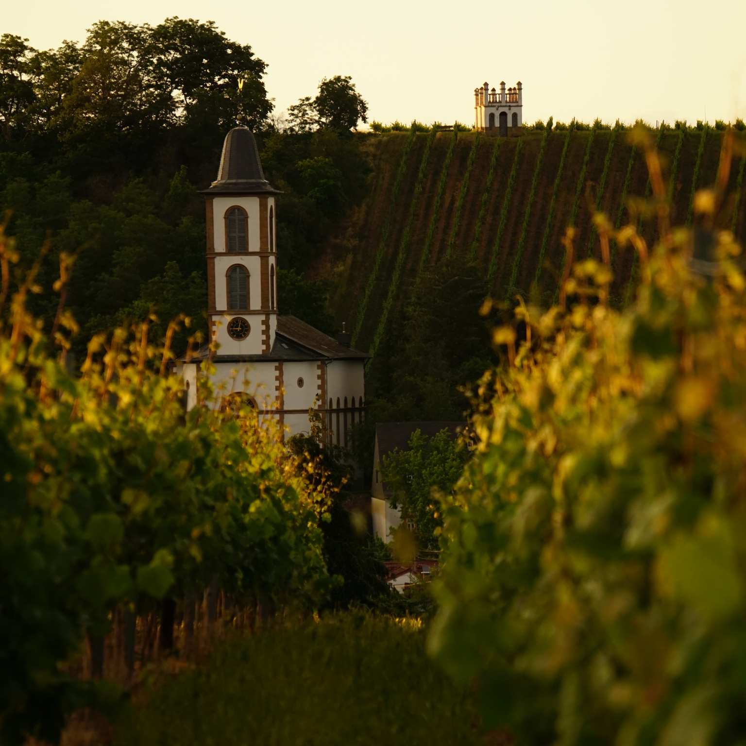 vineyard