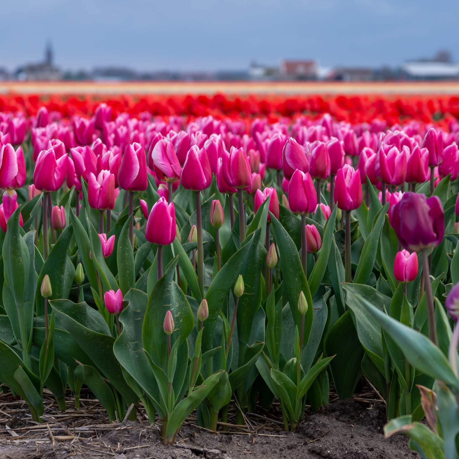 South Holland tulips