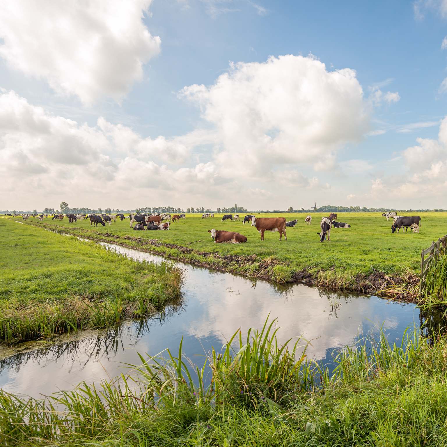 South Holland river and cows