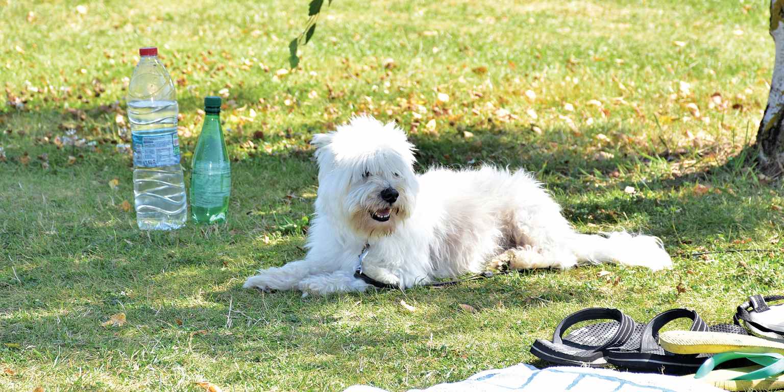 Dog Friendly